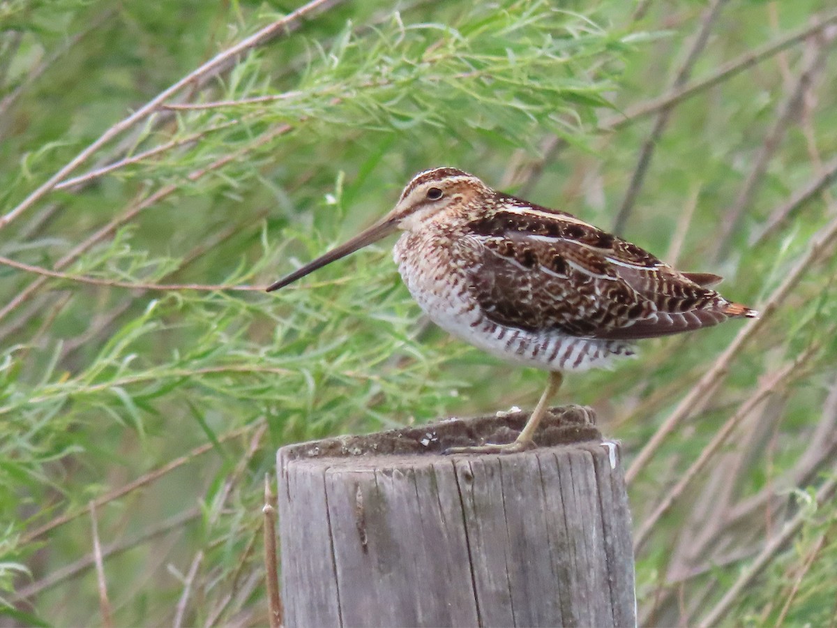 Wilson's Snipe - ML620260757