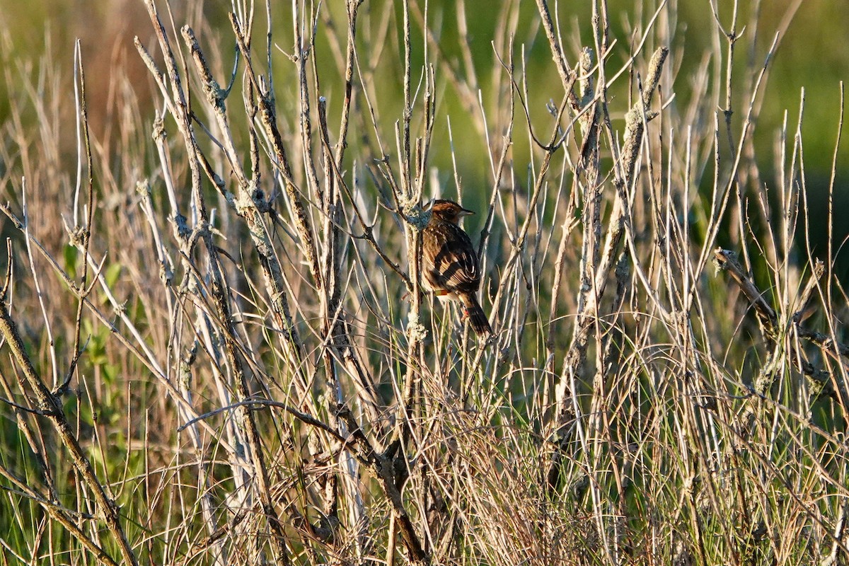 Bruant à queue aiguë - ML620260758