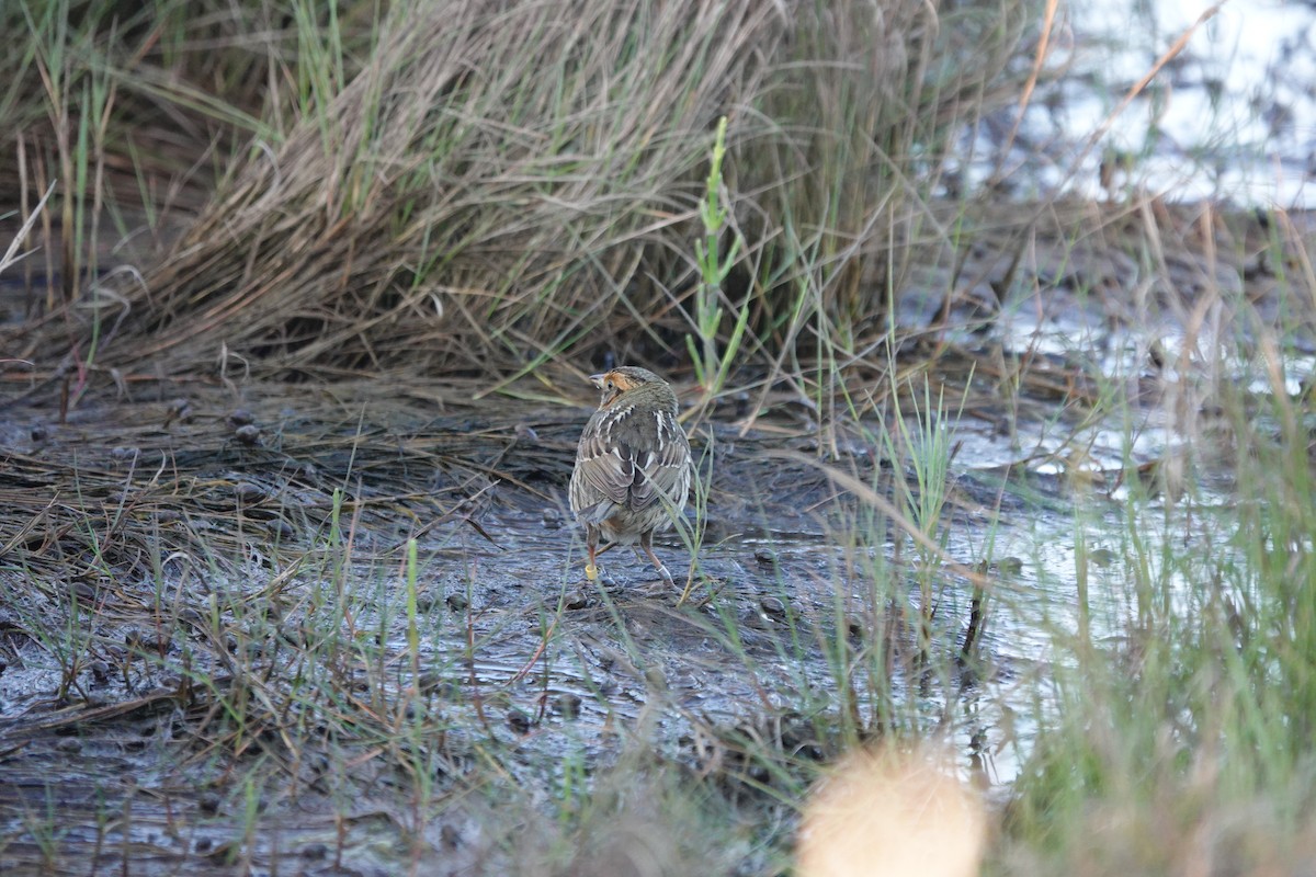 Saltmarsh Sparrow - ML620260759