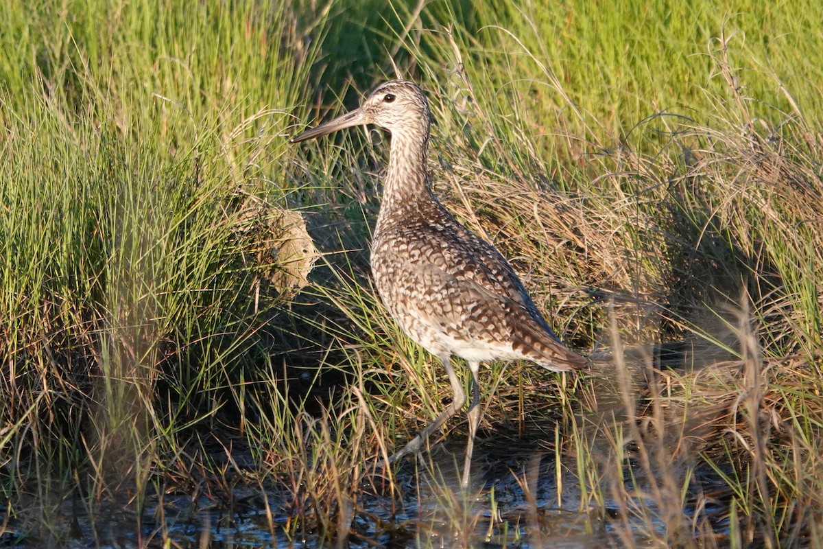 Willet - ML620260767