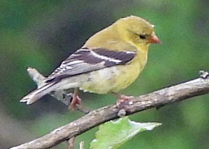 Chardonneret jaune - ML620260776