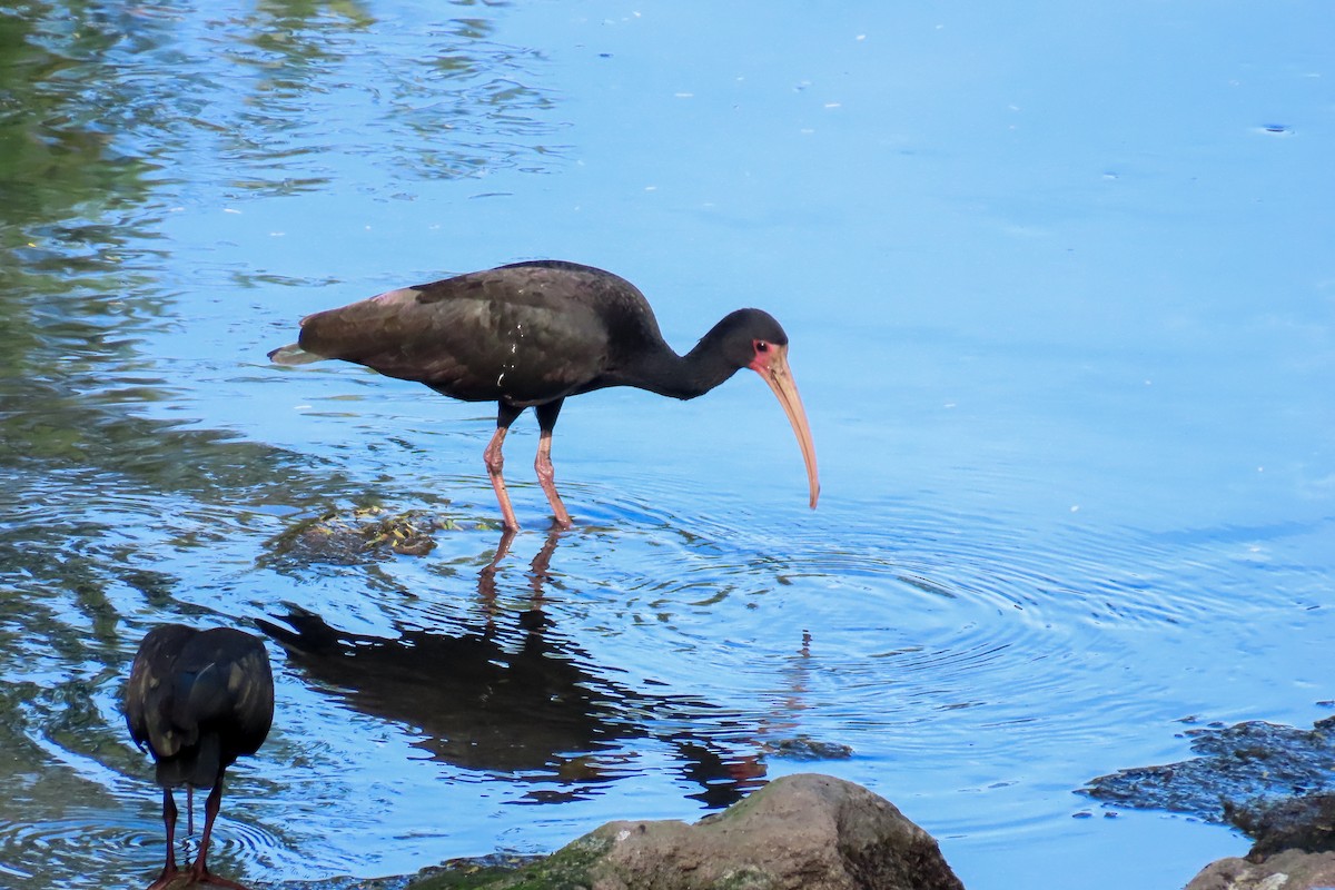 Ibis à face nue - ML620260779