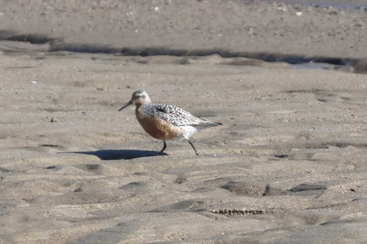 Red Knot - ML620260797