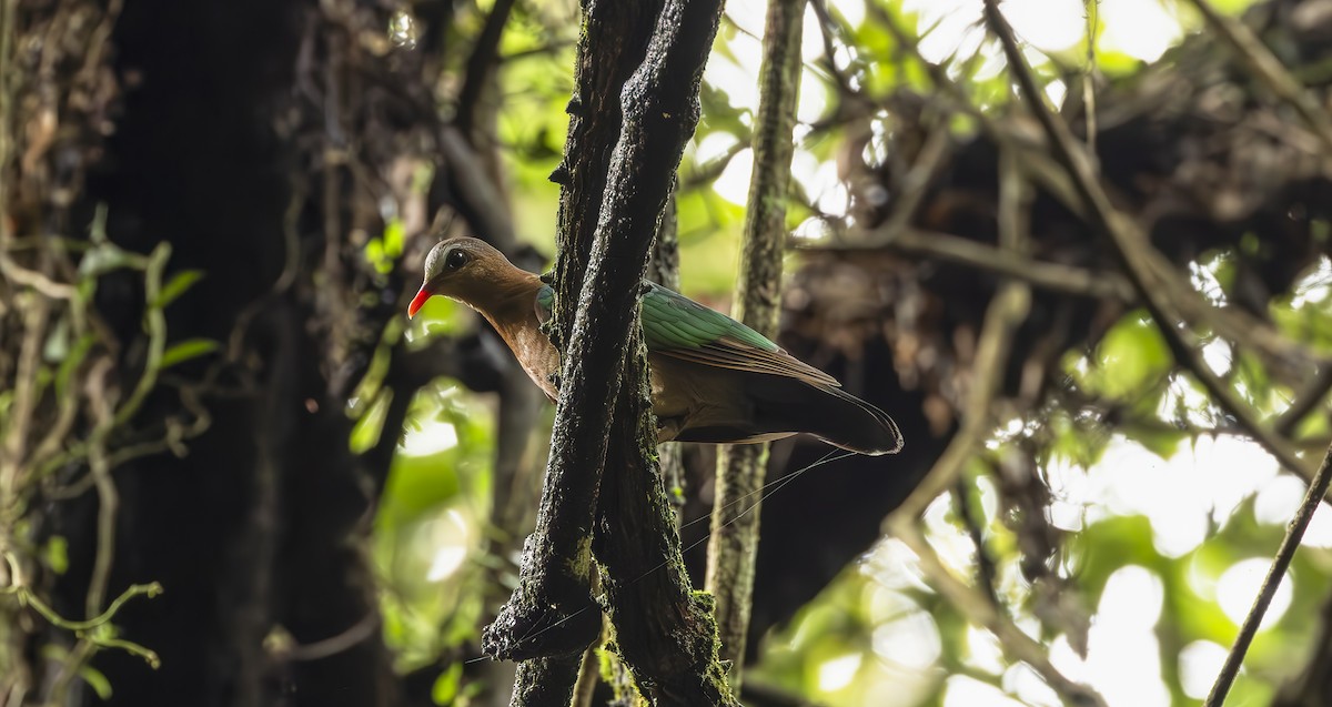 Asian Emerald Dove - ML620260798