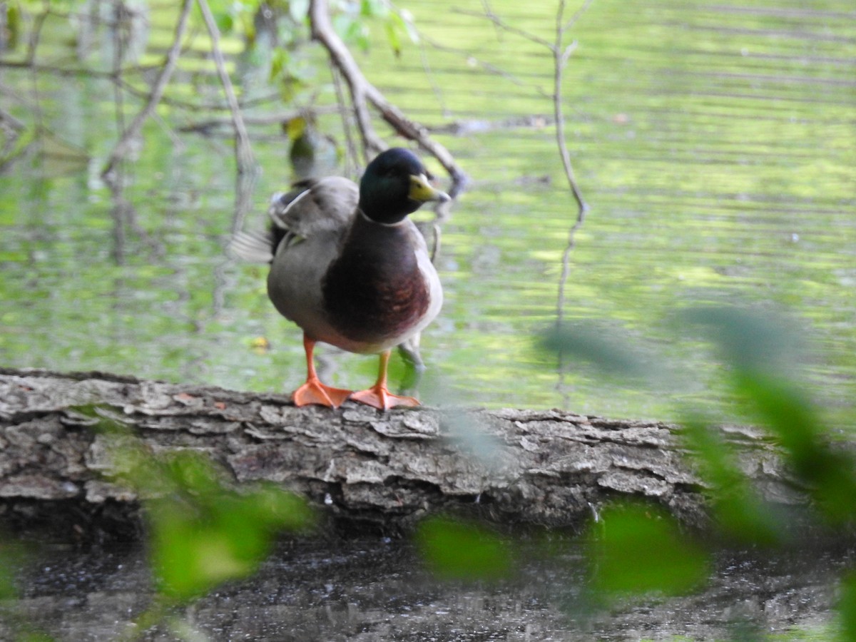 Canard colvert - ML620260799