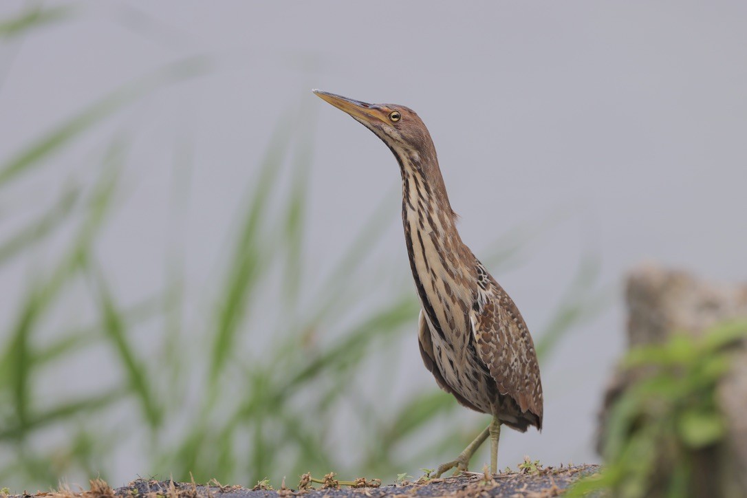 Cinnamon Bittern - ML620260800