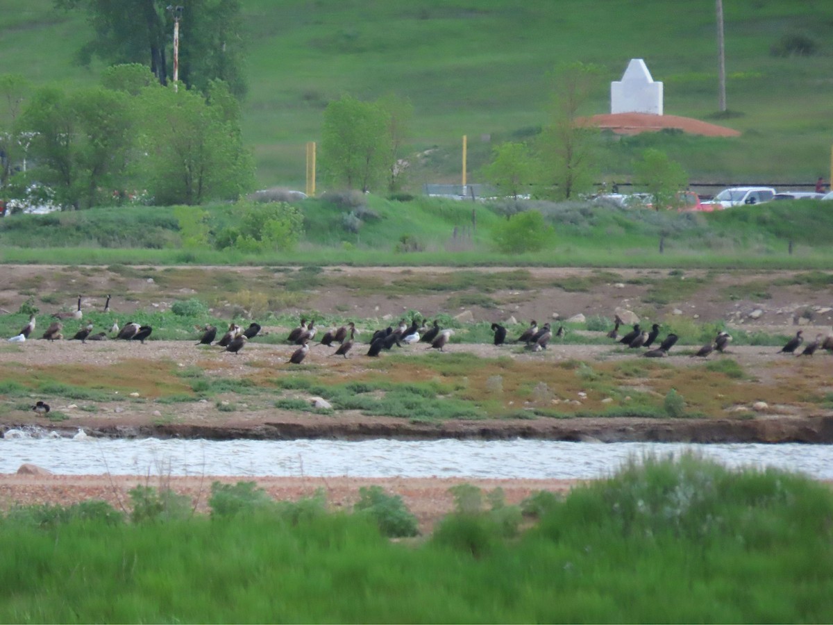 Double-crested Cormorant - ML620260805