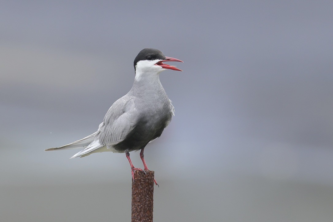 Whiskered Tern - ML620260808