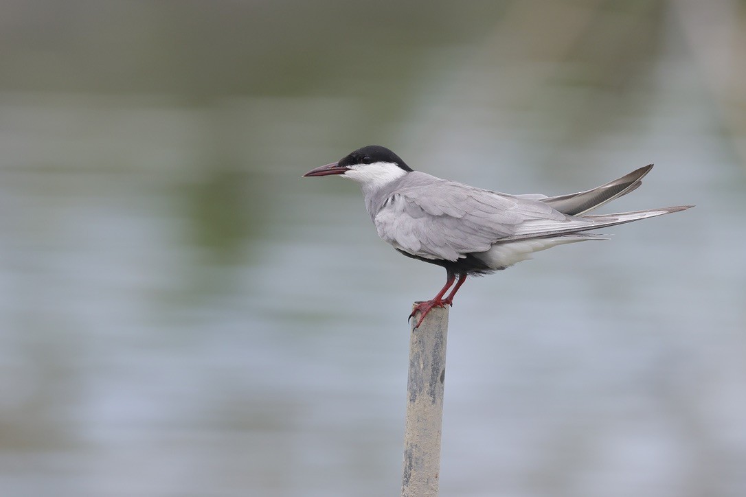 Whiskered Tern - ML620260812