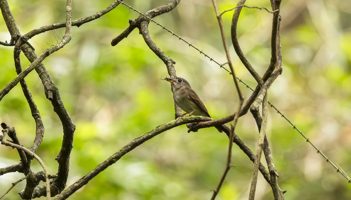 Brown-breasted Flycatcher - ML620260814