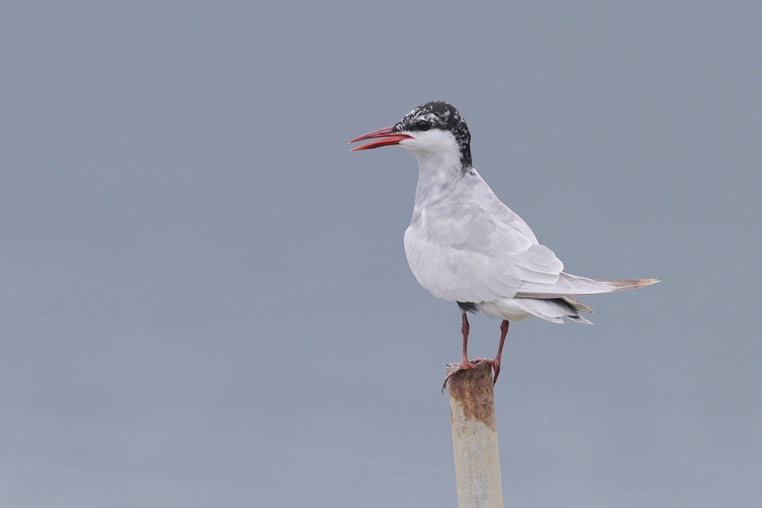 Whiskered Tern - ML620260822