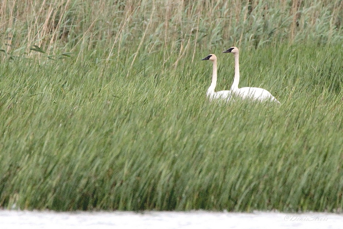 Cygne trompette - ML620260825