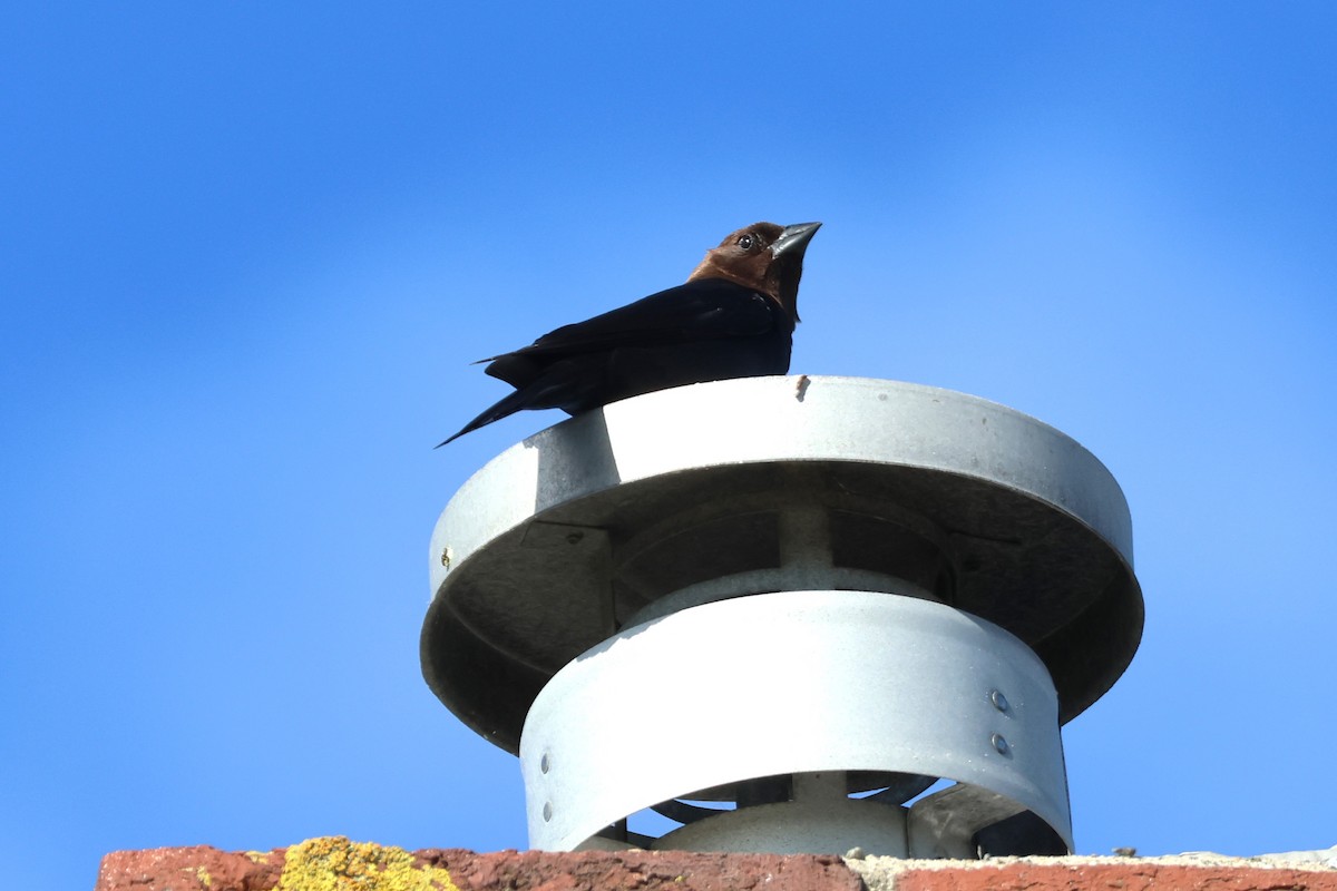 Brown-headed Cowbird - ML620260832