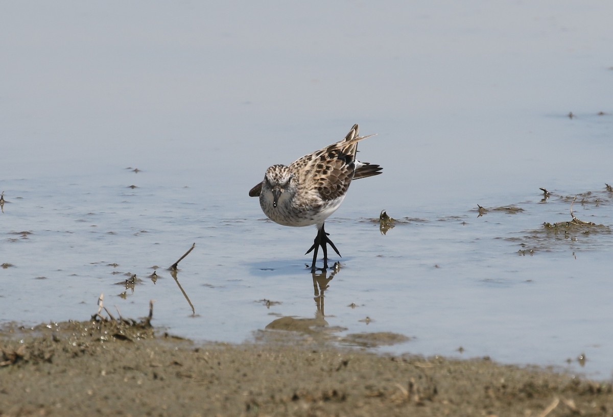 Semipalmated Sandpiper - ML620260835