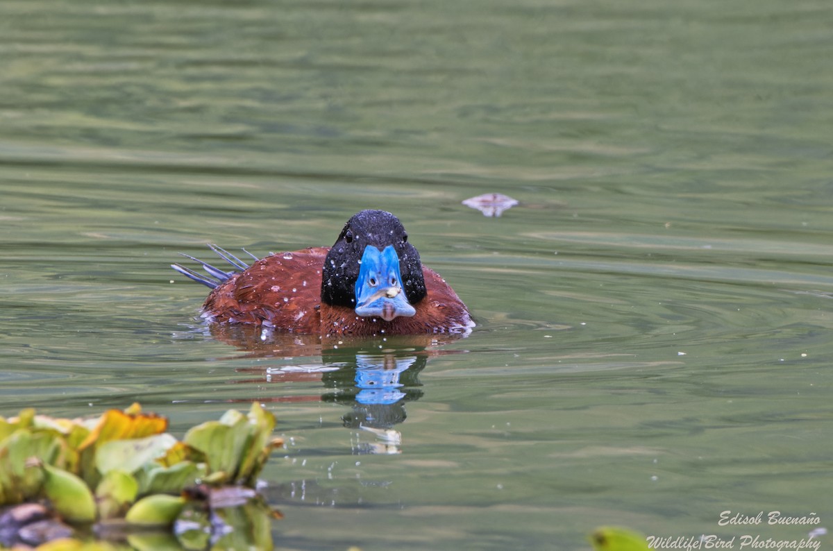 Andean Duck - ML620260841