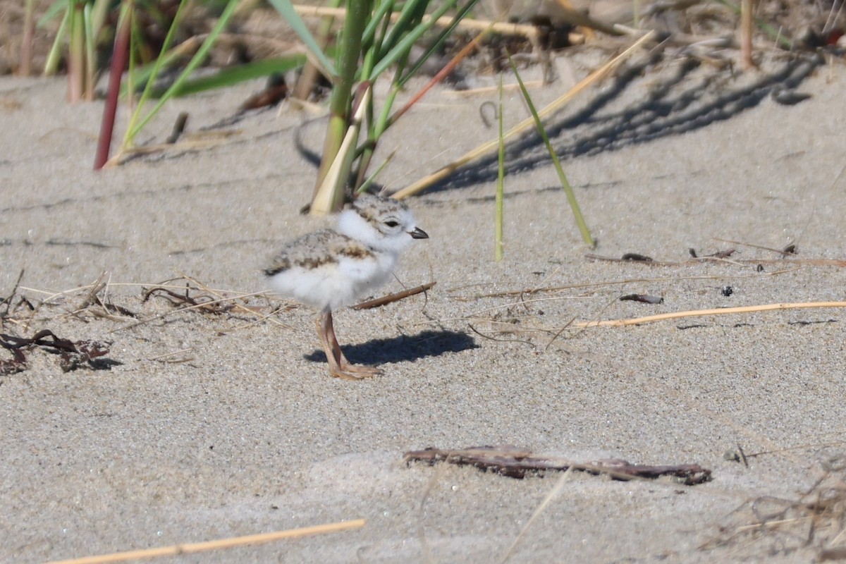 Piping Plover - ML620260843