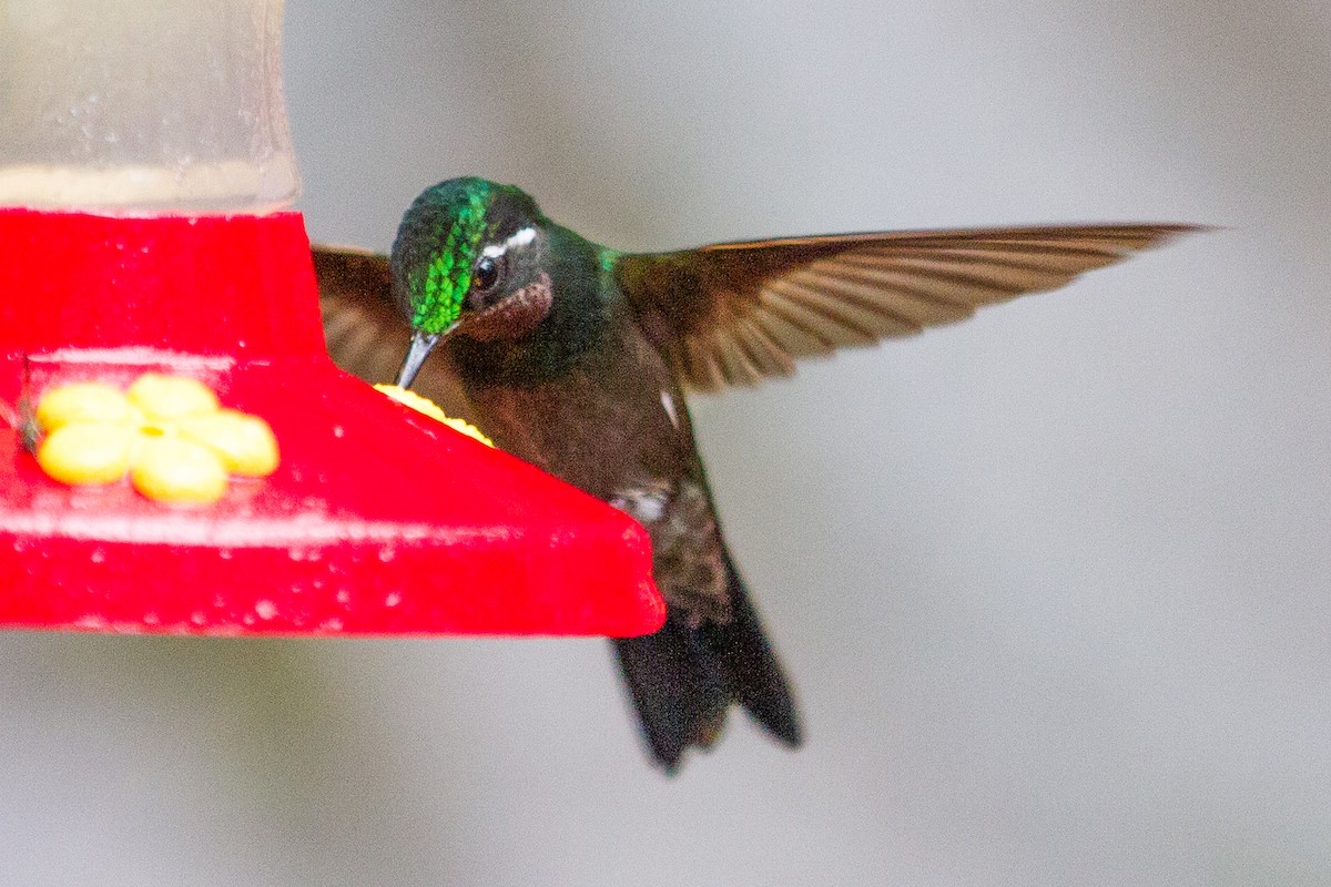 kolibřík fialovohrdlý - ML620260847