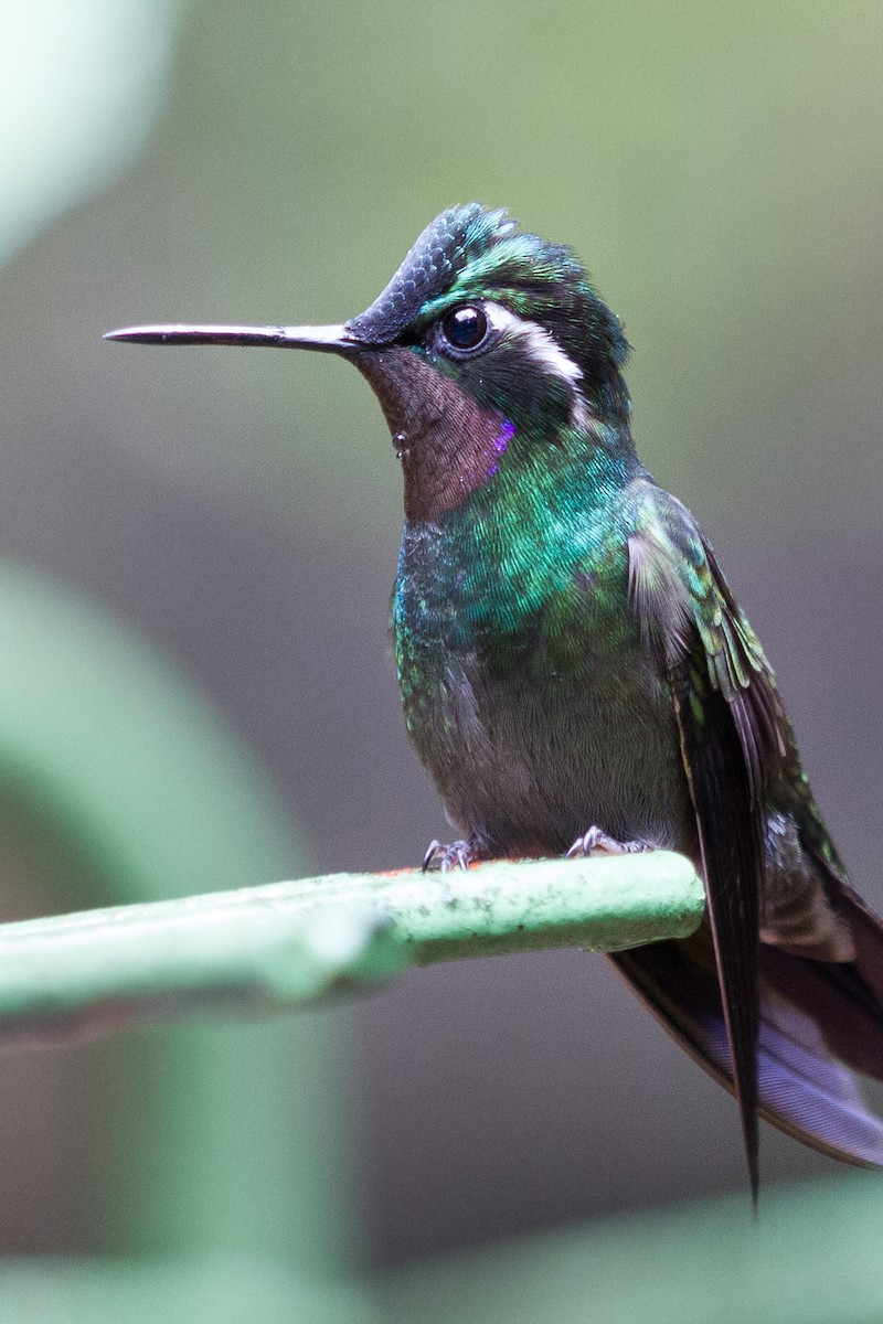 Purple-throated Mountain-gem - ML620260849