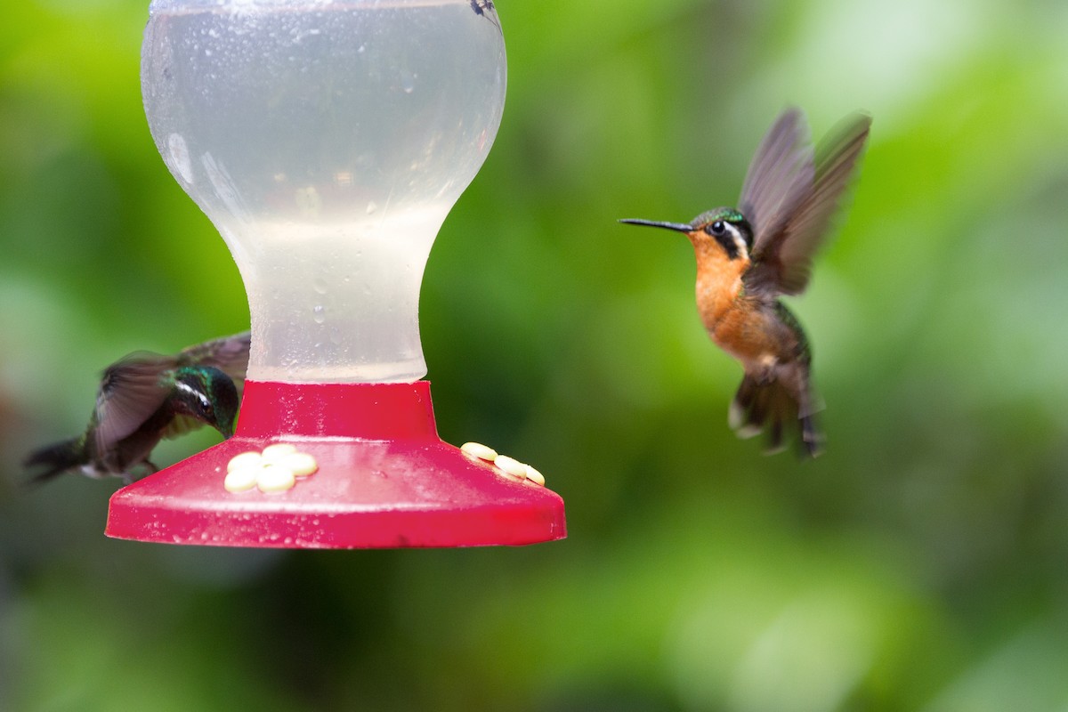kolibřík fialovohrdlý - ML620260851
