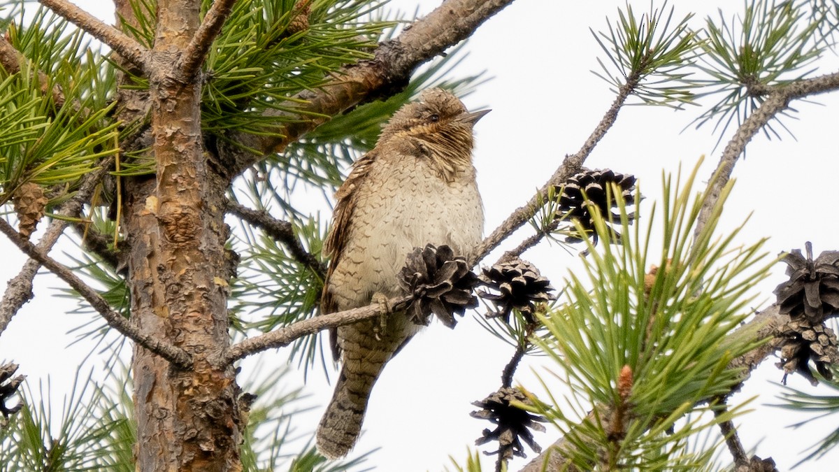 Eurasian Wryneck - ML620260853