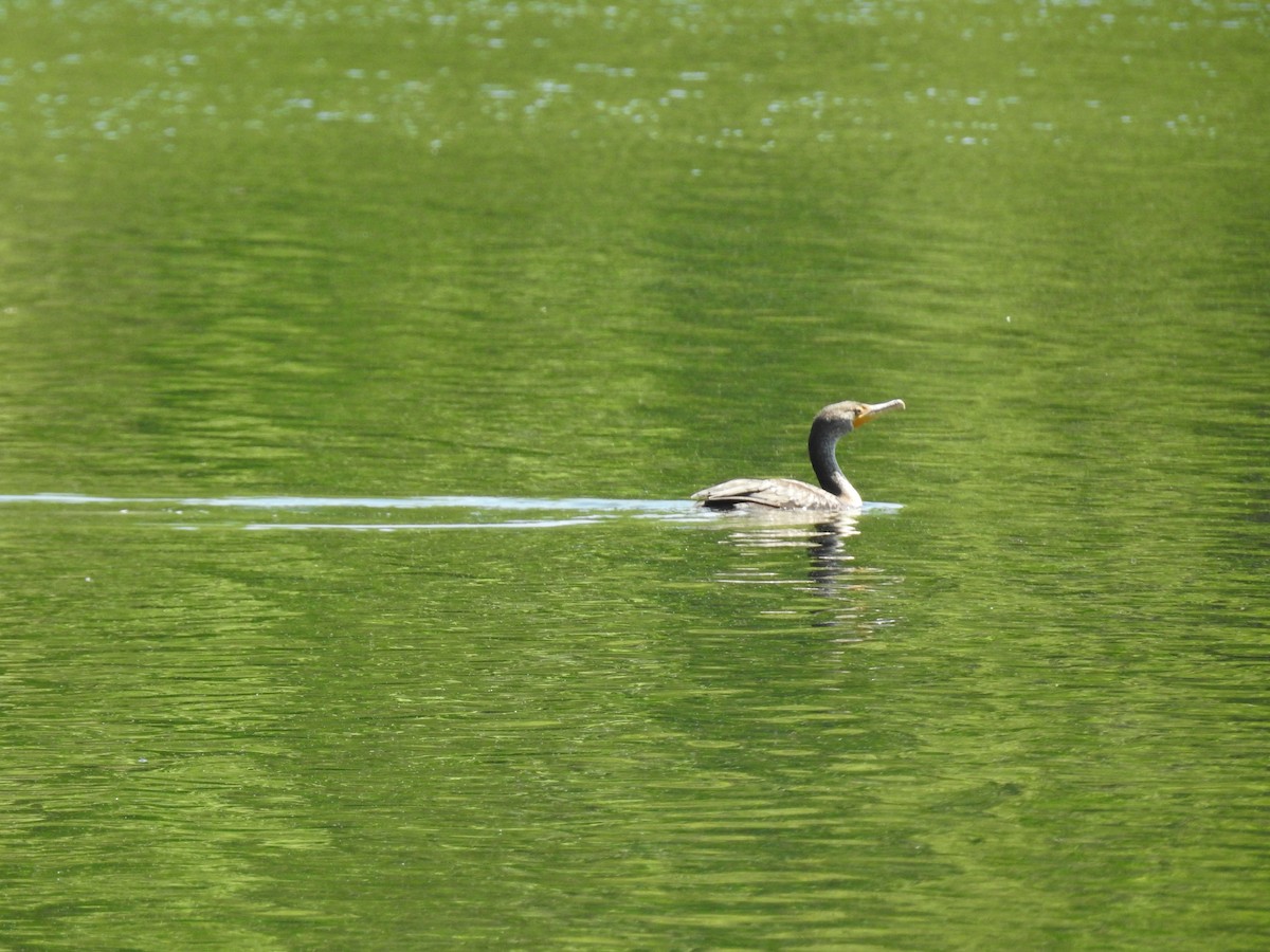 Cormorán Orejudo - ML620260856