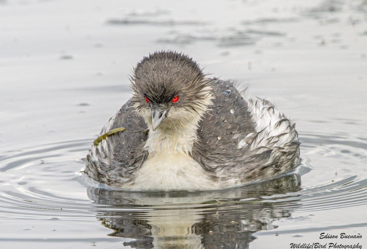 Silvery Grebe - ML620260865