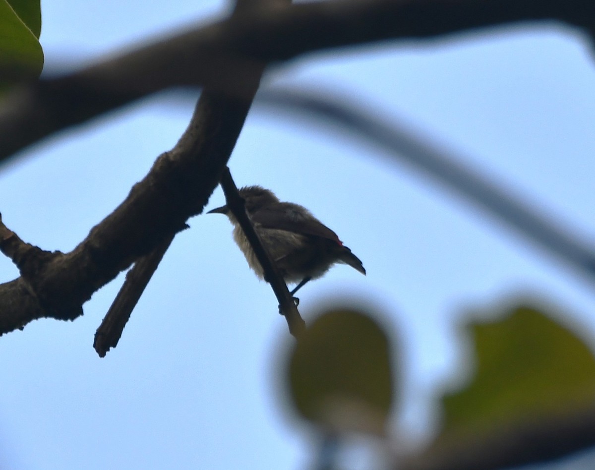 Scarlet-backed Flowerpecker - ML620260871