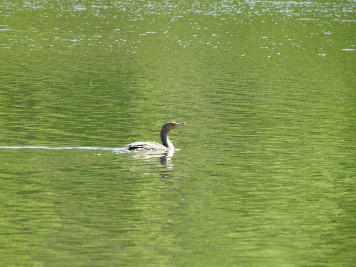 Cormorán Orejudo - ML620260888