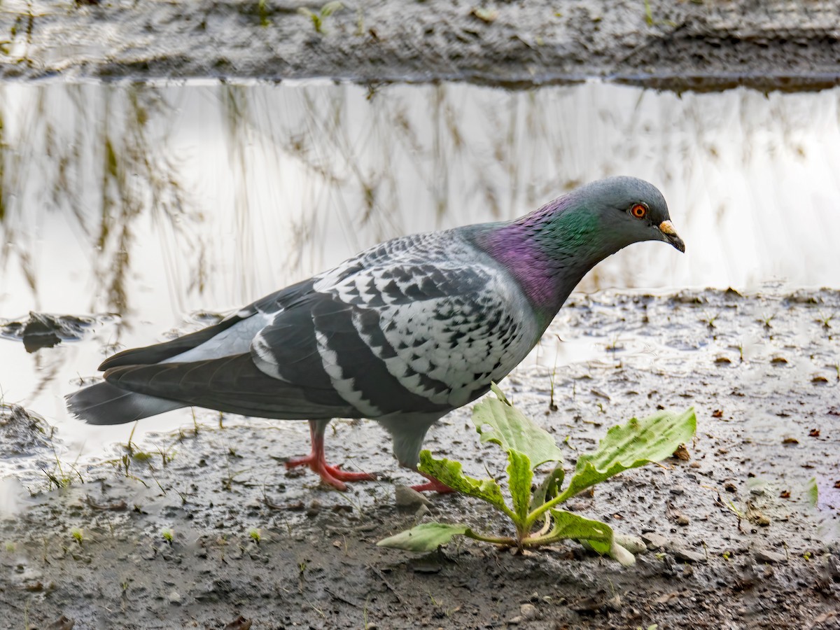 Rock Pigeon (Feral Pigeon) - ML620260895