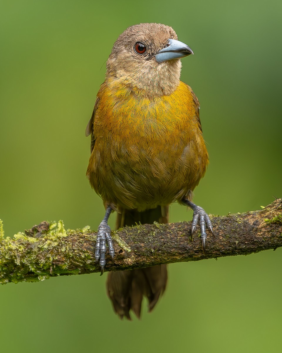 Scarlet-rumped Tanager - ML620260896