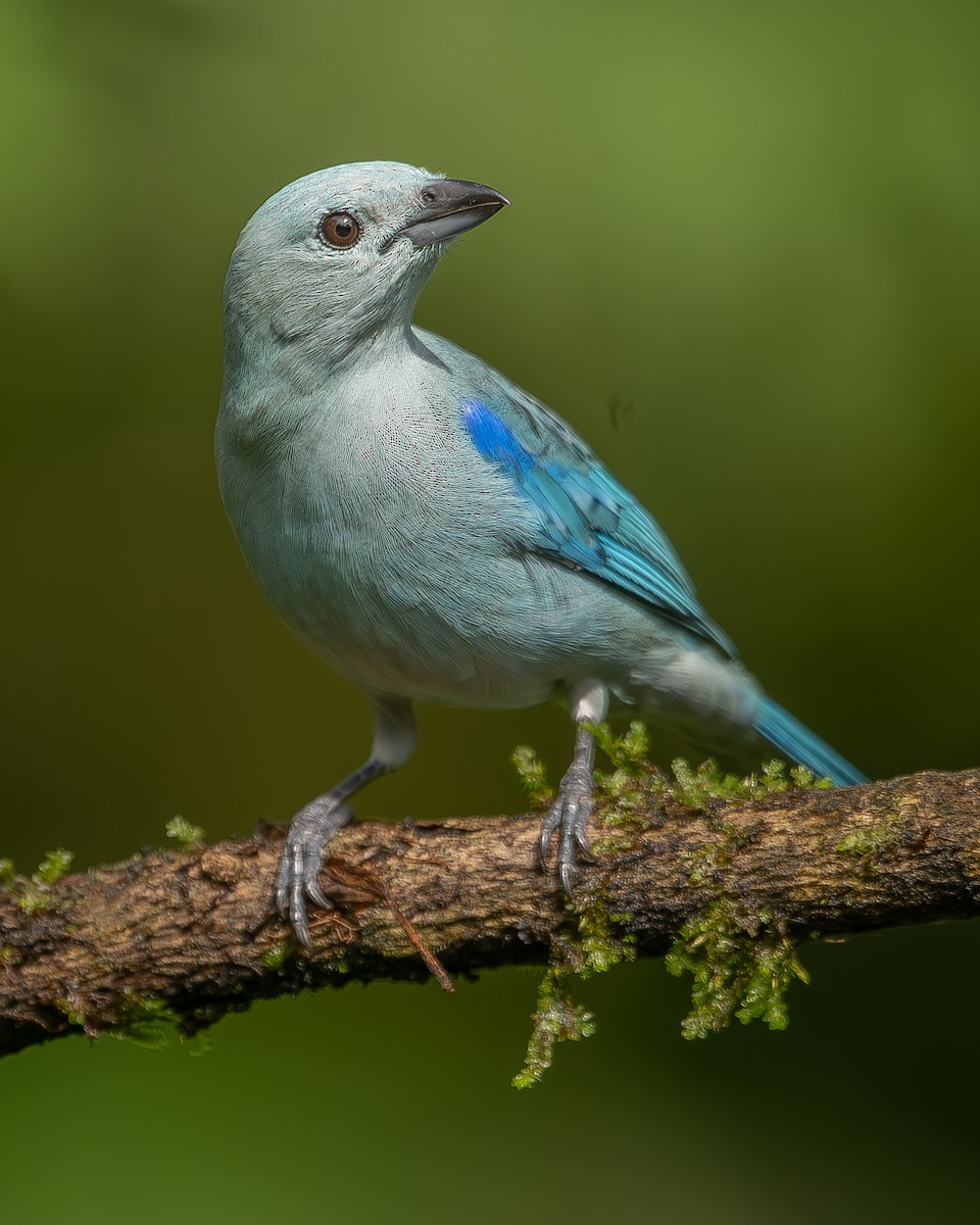 Blue-gray Tanager - ML620260898