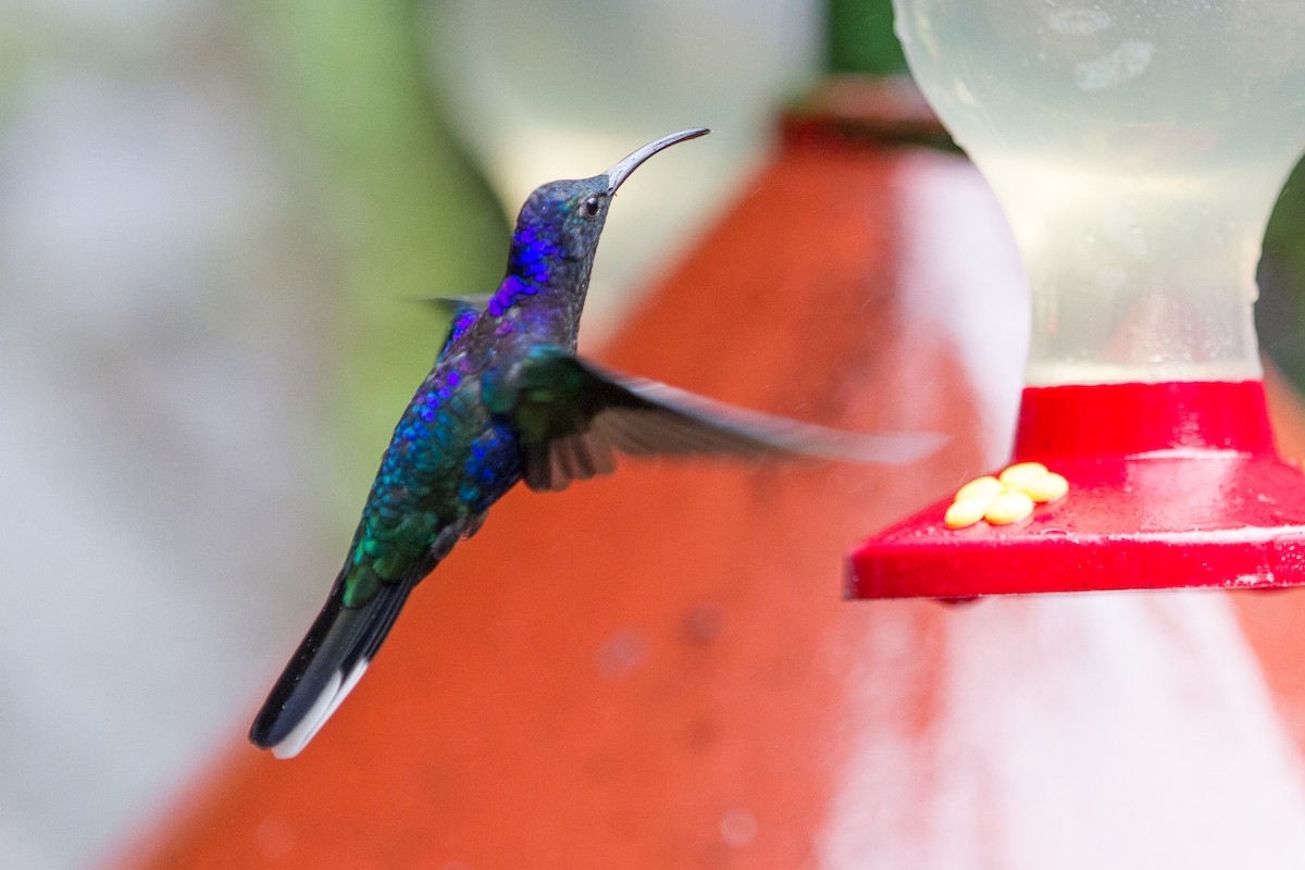 kolibřík fialkový - ML620260901