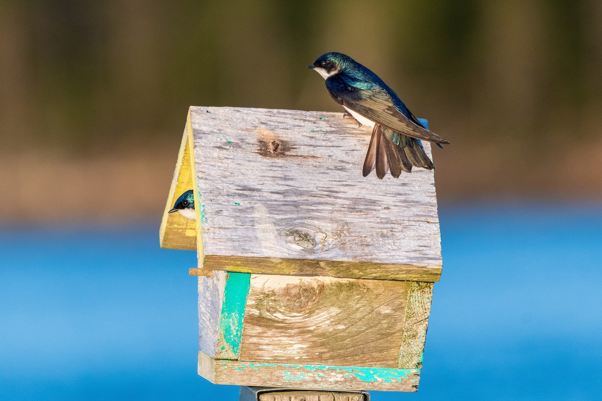 Tree Swallow - ML620260908