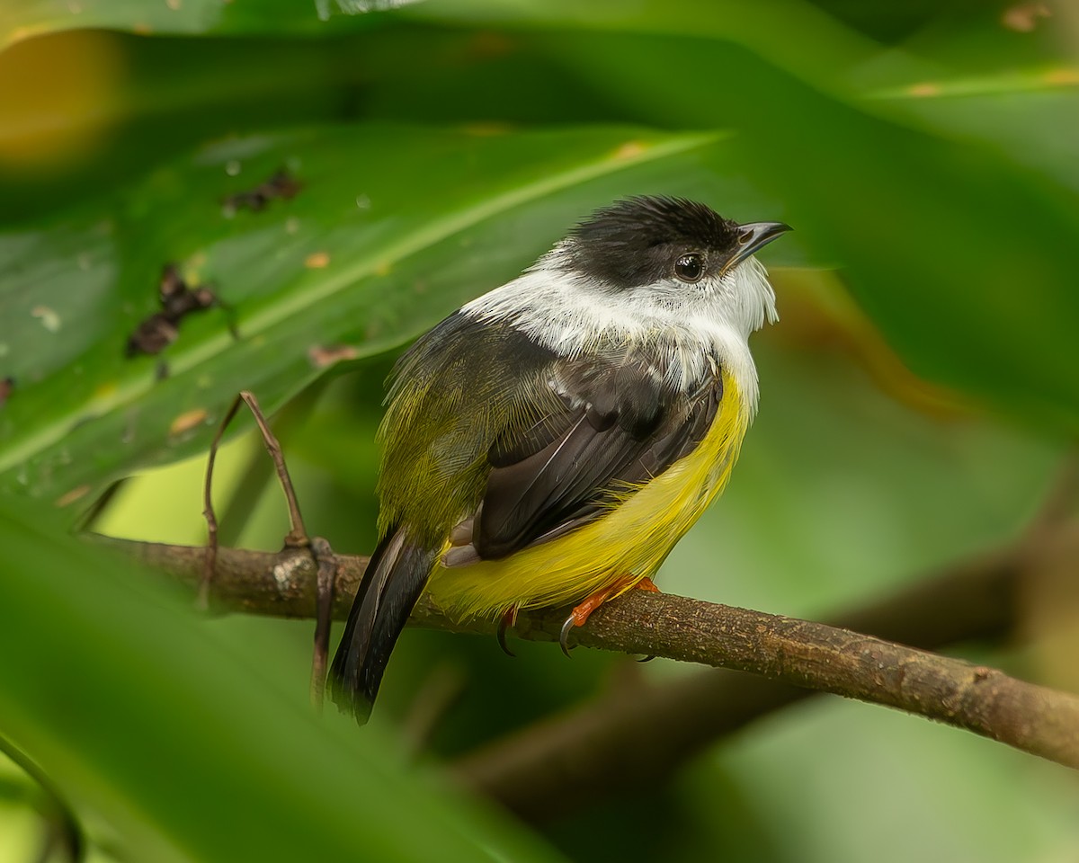 White-collared Manakin - ML620260910