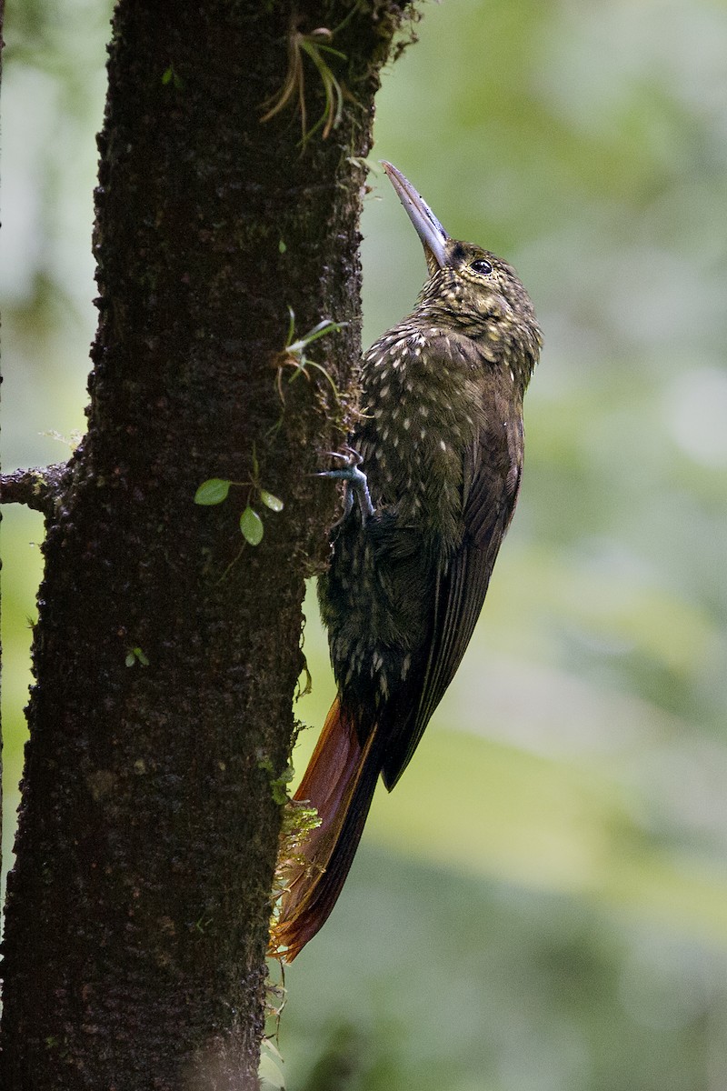 Spotted Woodcreeper - ML620260914