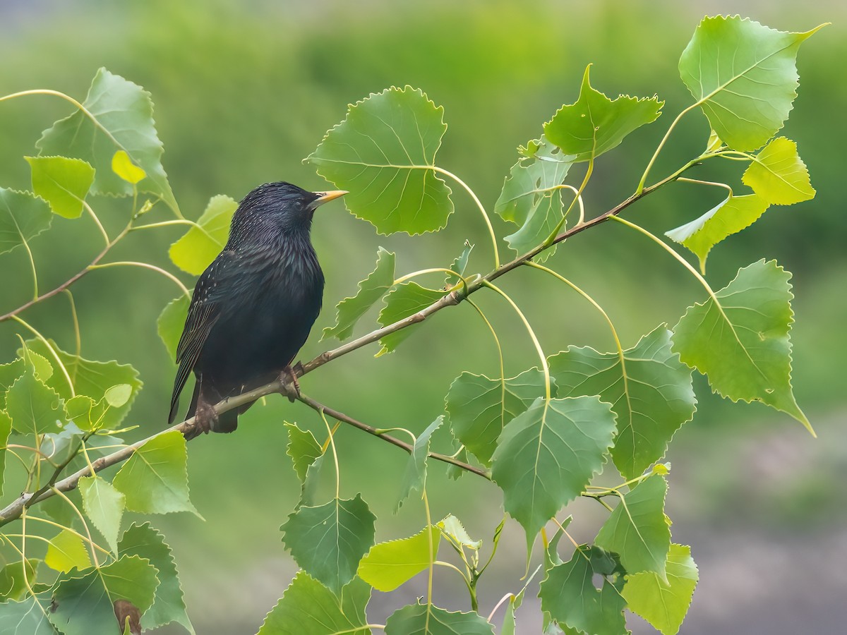 European Starling - ML620260916