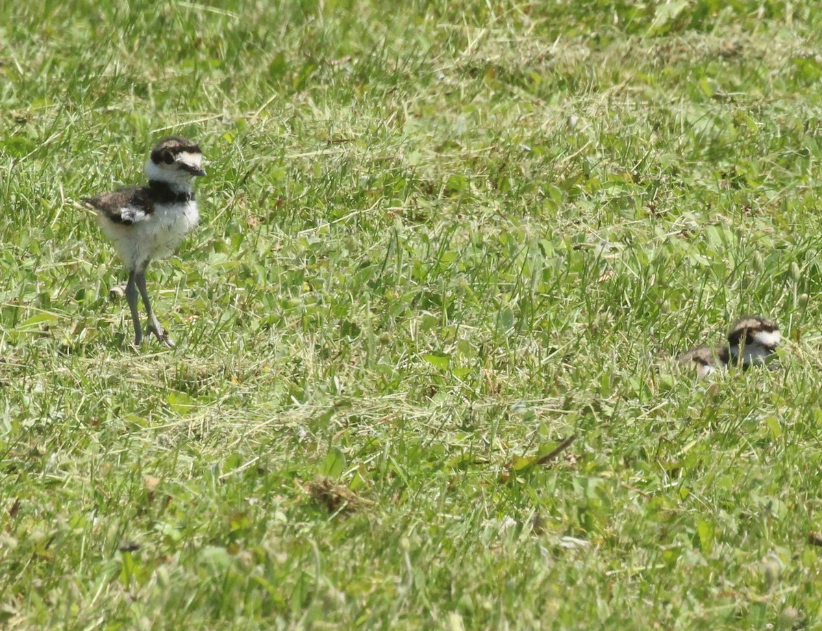 Killdeer - ML620260918