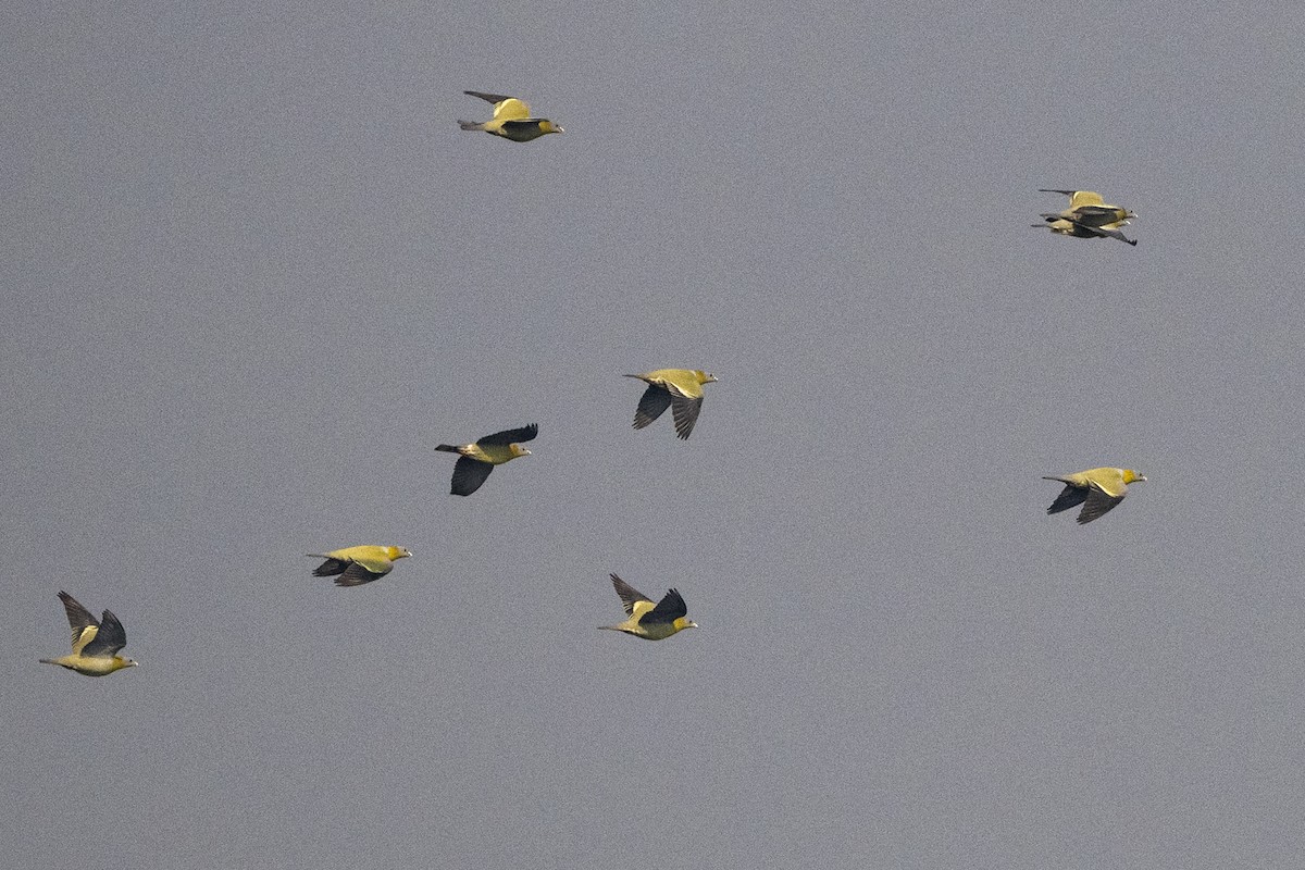 Yellow-footed Green-Pigeon - ML620260923