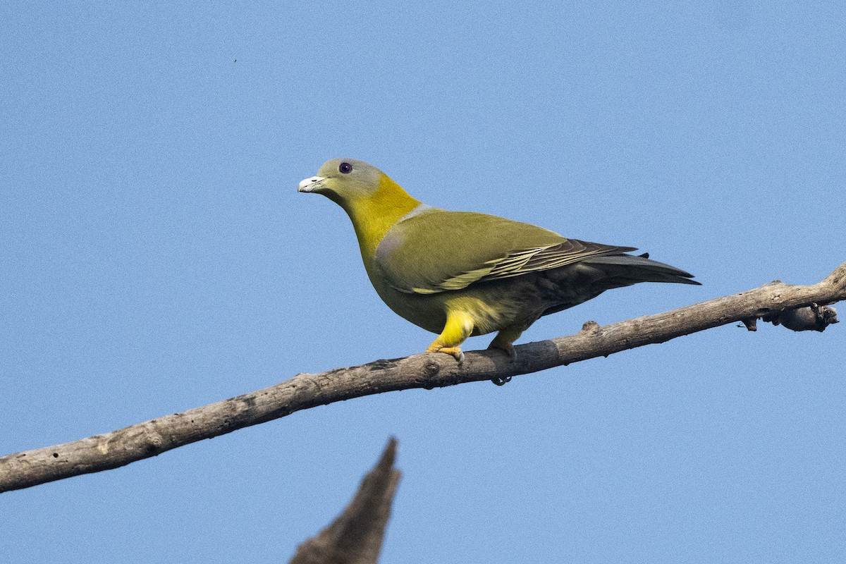 Yellow-footed Green-Pigeon - ML620260924