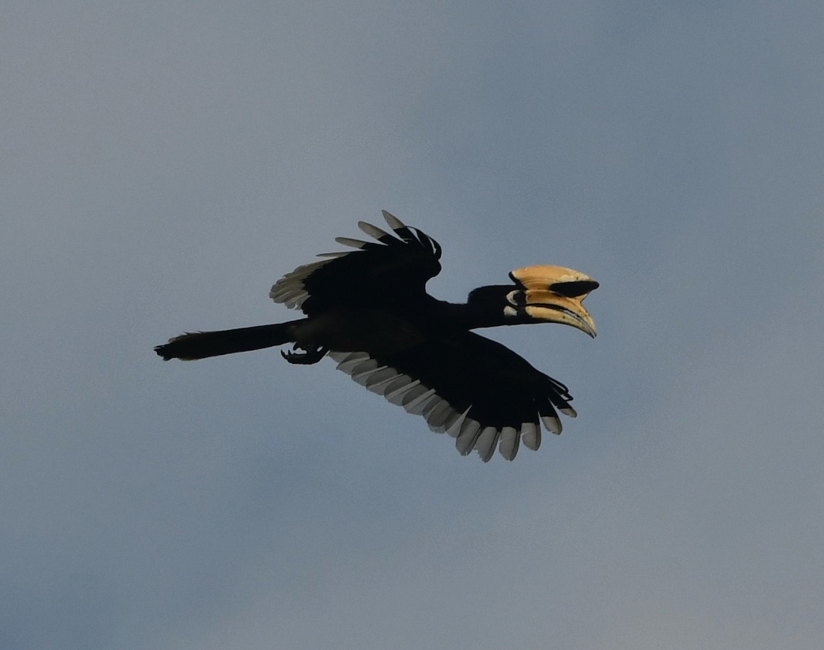 Oriental Pied-Hornbill - ML620260939