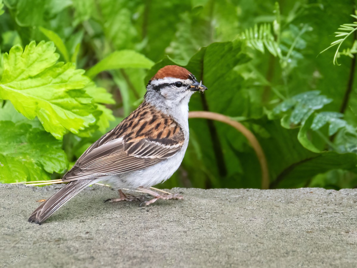 Chipping Sparrow - ML620260940