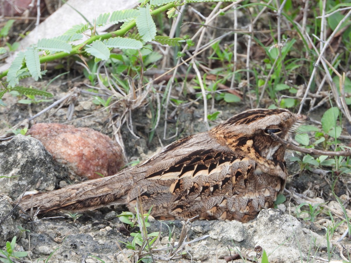 Indian Nightjar - VASEN SULI