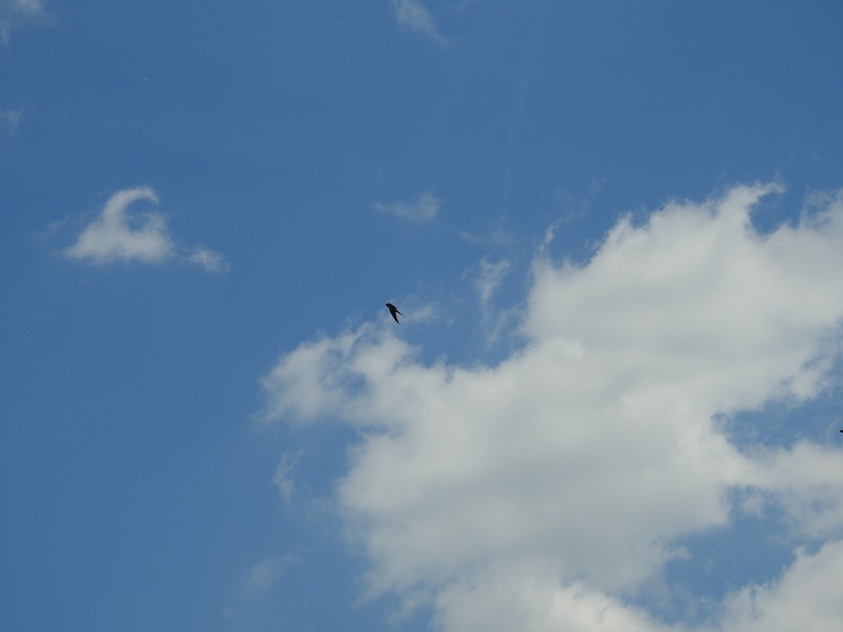 Barn Swallow - ML620260973