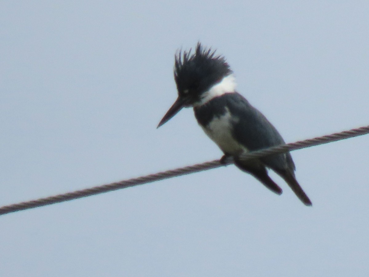 Belted Kingfisher - ML620260977