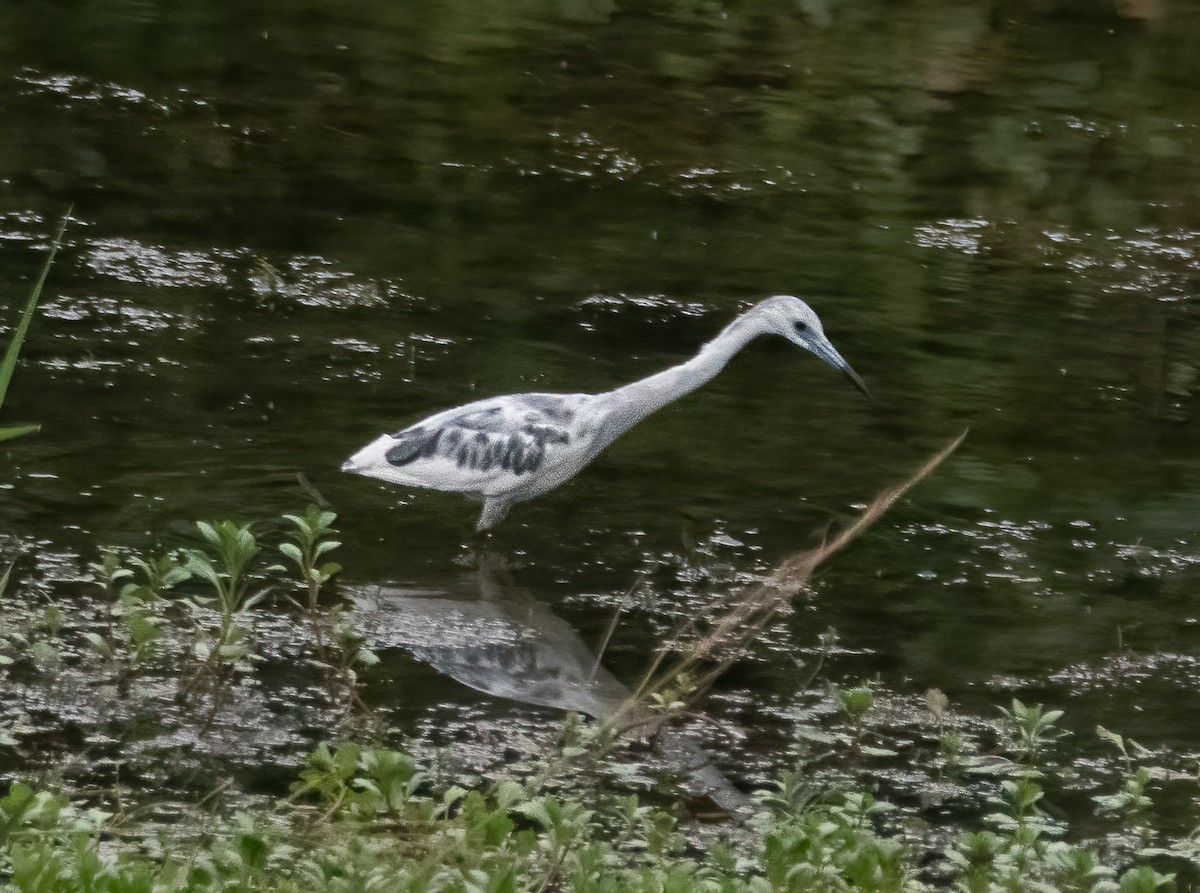 Little Blue Heron - ML620260978