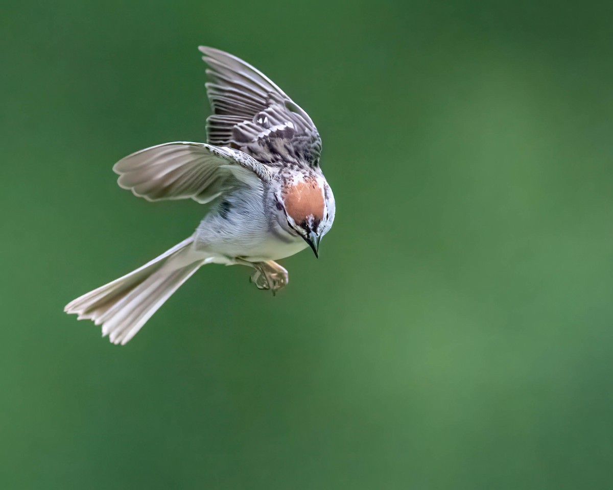 Chipping Sparrow - ML620260992