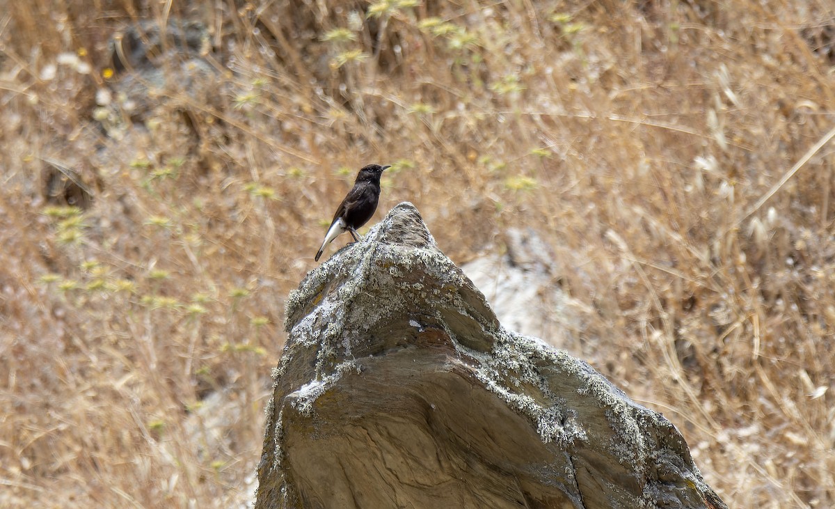 Black Wheatear - ML620260995