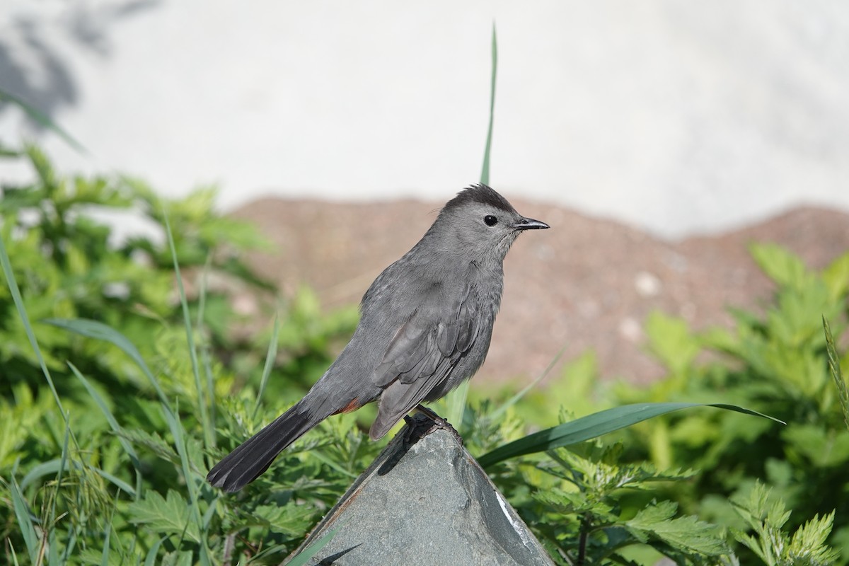 Gray Catbird - ML620260997