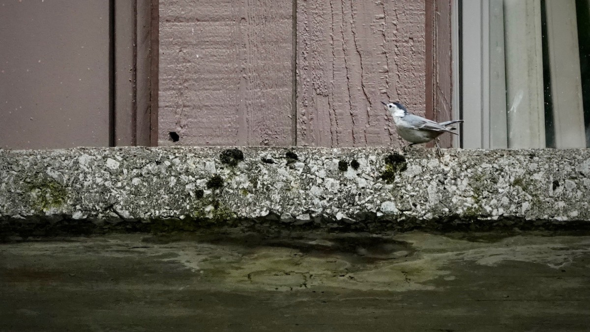 White-breasted Nuthatch - ML620261005