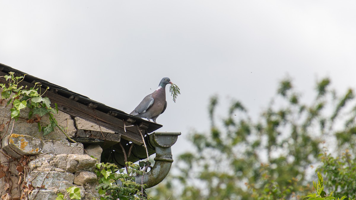 Common Wood-Pigeon - ML620261024